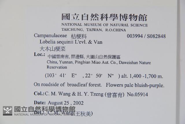 大本山梗菜藏品圖，第2張