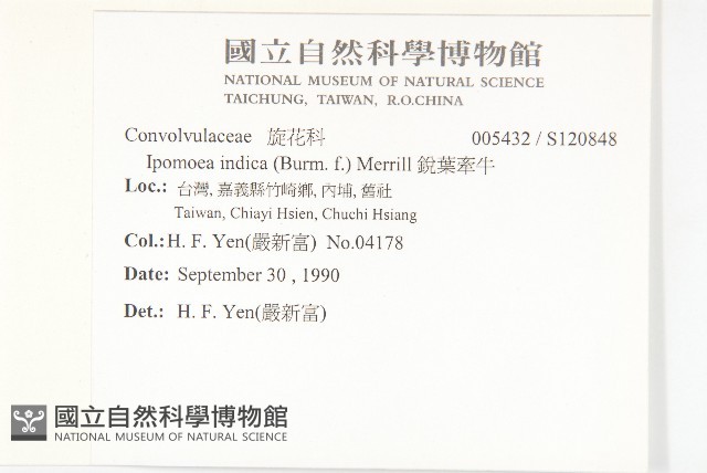 銳葉牽牛藏品圖，第2張