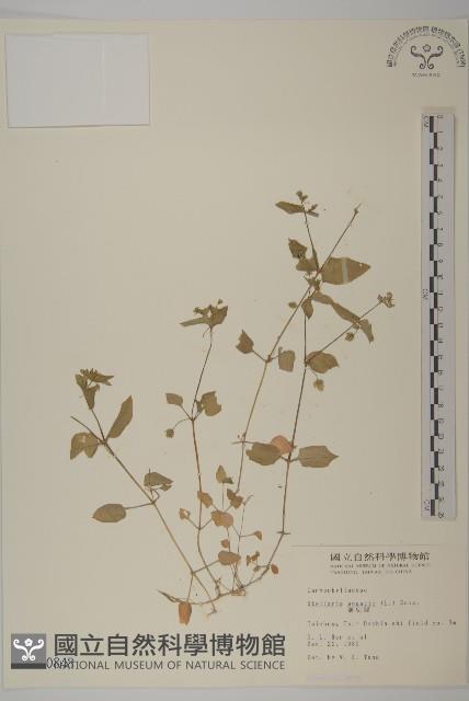 鵝兒腸藏品圖，第1張