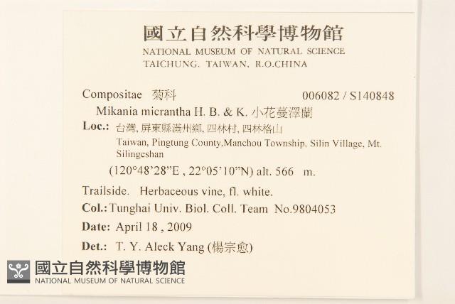 小花蔓澤蘭藏品圖，第2張