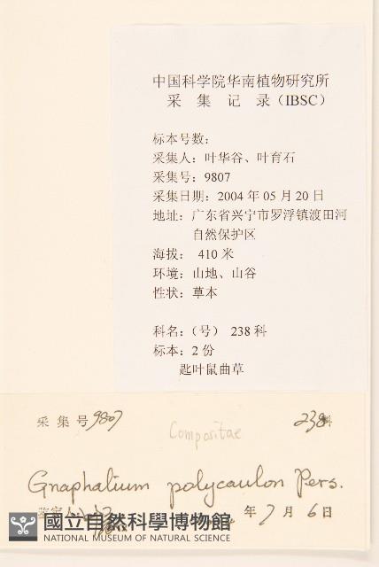 多莖鼠麴草藏品圖，第2張