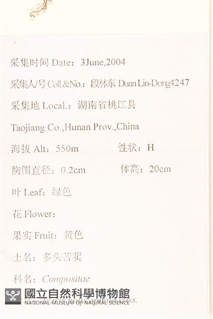 多頭苦菜、野剪刀股藏品圖，第2張