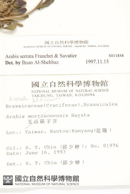 齒葉南芥、齒葉筷子芥藏品圖，第5張