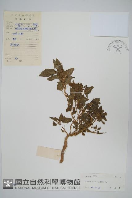 野莧菜藏品圖，第1張