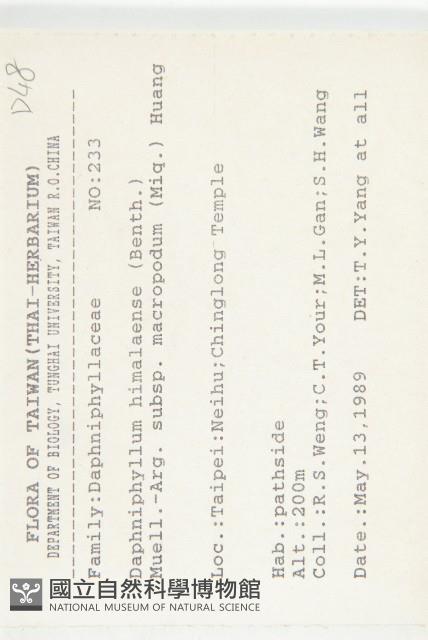 薄葉虎皮楠藏品圖，第2張