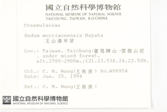 玉山佛甲草藏品圖，第2張