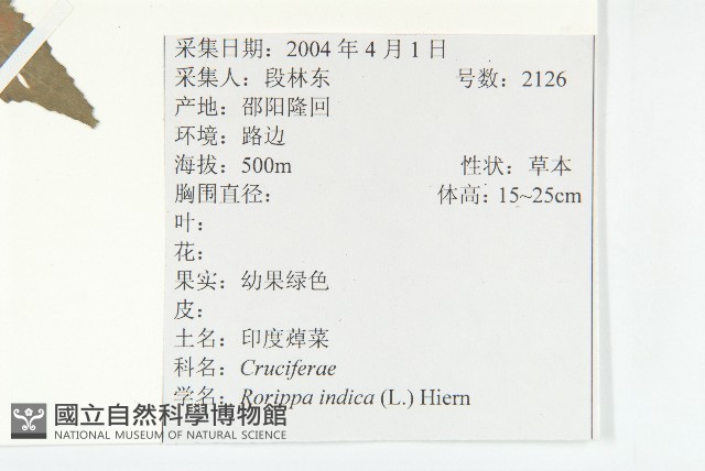 葶藶藏品圖，第2張