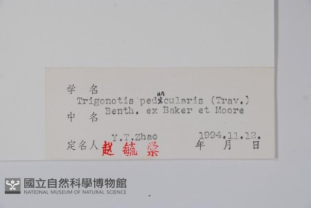 附地菜藏品圖，第2張