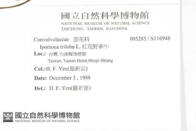 紅花野牽牛藏品圖，第2張