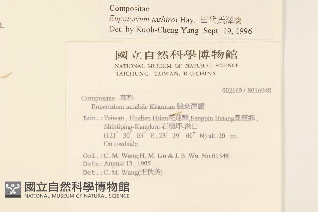 田代氏澤蘭藏品圖，第2張