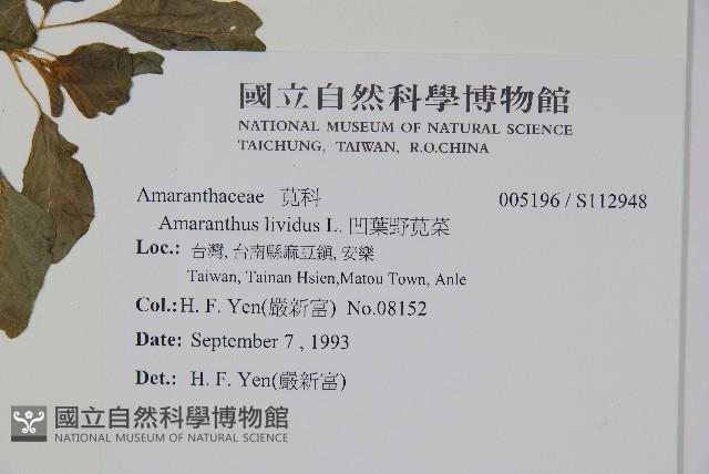 凹葉野莧菜藏品圖，第2張