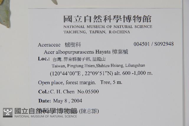 樟葉槭, 飛蛾子樹藏品圖，第2張