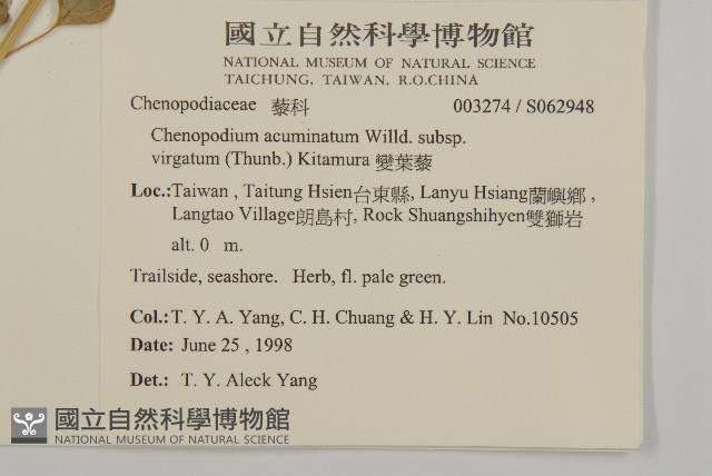 變葉藜藏品圖，第2張