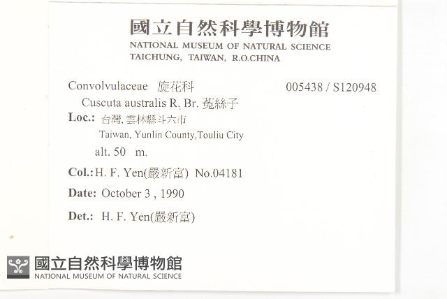 菟絲子藏品圖，第2張