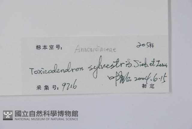 木蜡樹、野漆樹藏品圖，第2張