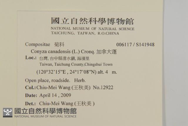 加拿大蓬藏品圖，第2張