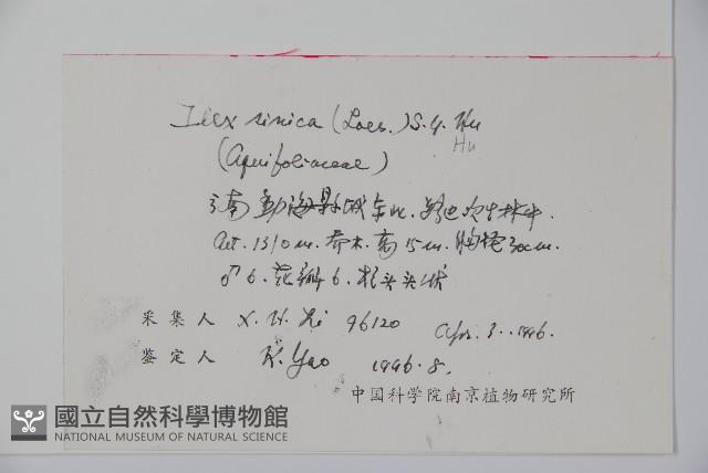 中華冬青藏品圖，第2張