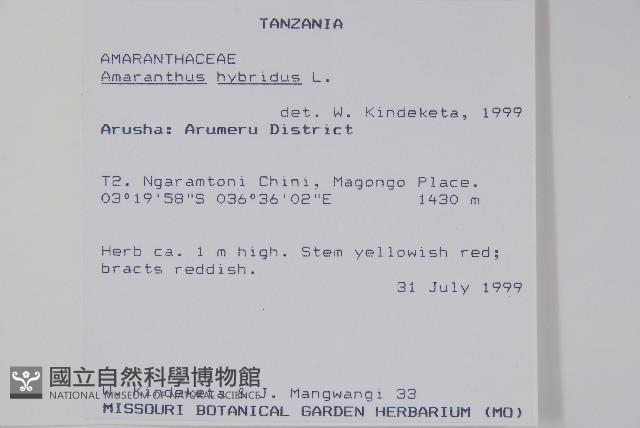 繁穗莧藏品圖，第2張