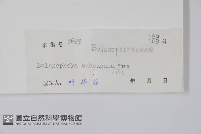 杯莖蛇菰藏品圖，第2張