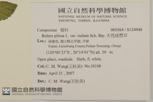 大花咸豐草藏品圖，第2張