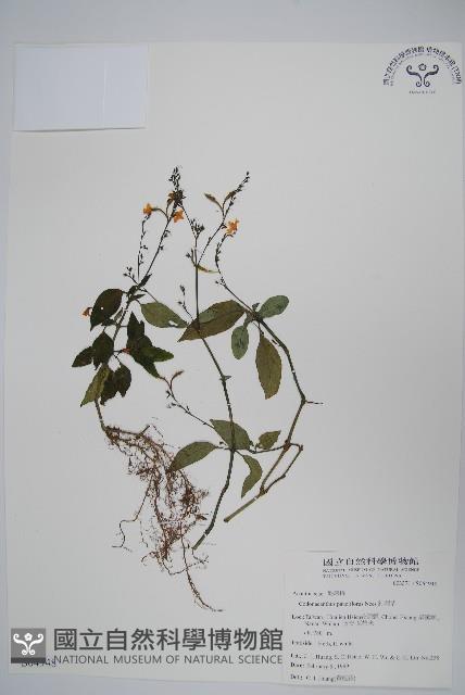 針刺草藏品圖，第1張