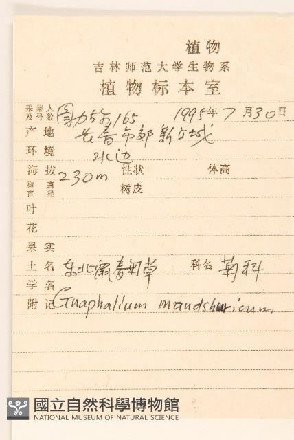 東北鼠麴草藏品圖，第2張