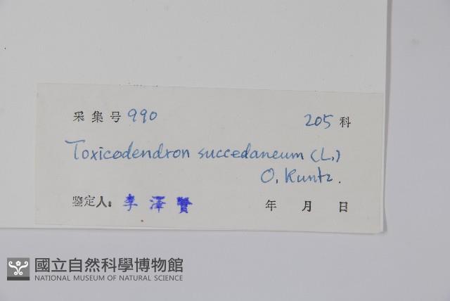 野漆、木臘樹藏品圖，第2張