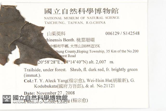 桃葉珊瑚藏品圖，第2張