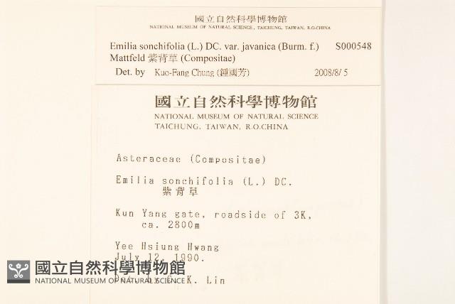 紫背草藏品圖，第2張