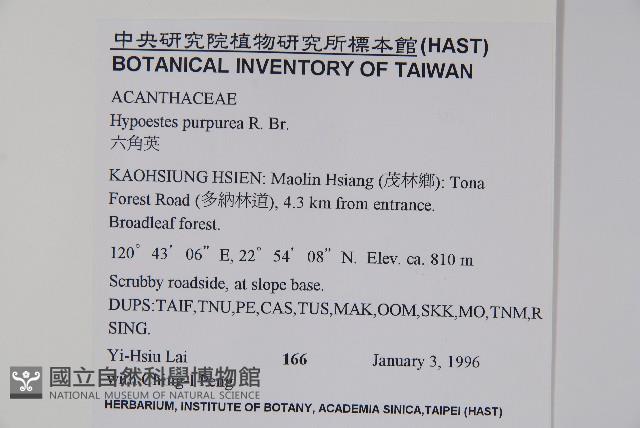 六角英, 槍刀菜藏品圖，第2張