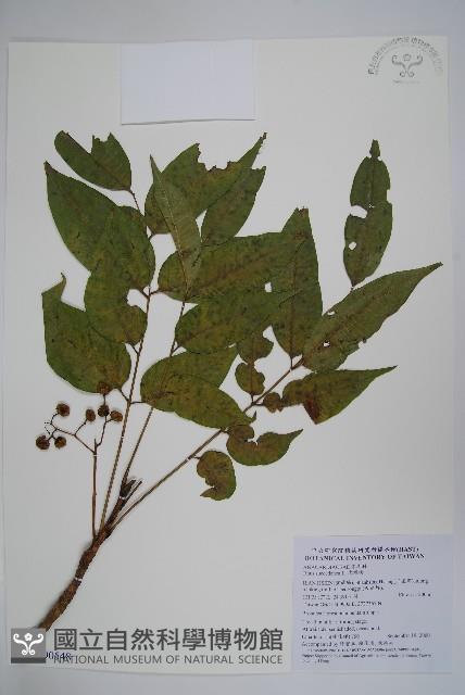 木蠟樹、山漆藏品圖，第1張