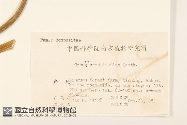 野茼蒿藏品圖，第2張