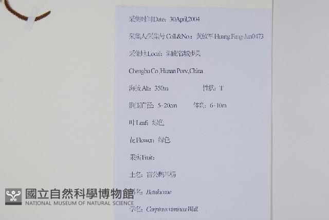 雷公鵝耳櫪藏品圖，第2張