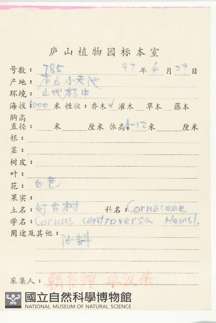 燈臺樹藏品圖，第2張