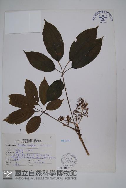鵝掌柴、江某、鴨腳樹藏品圖，第1張