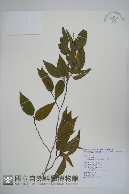 阿里山千金榆藏品圖，第1張