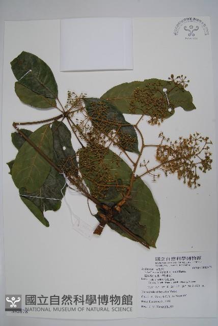 鵝掌柴、江某、鴨腳樹藏品圖，第4張