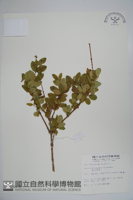 追分忍冬藏品圖，第1張