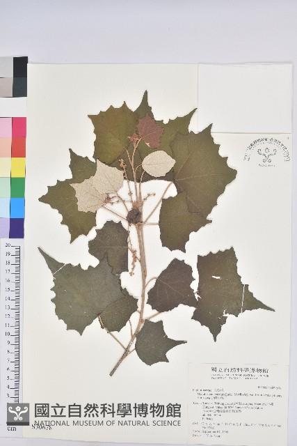 台灣白匏子藏品圖，第1張