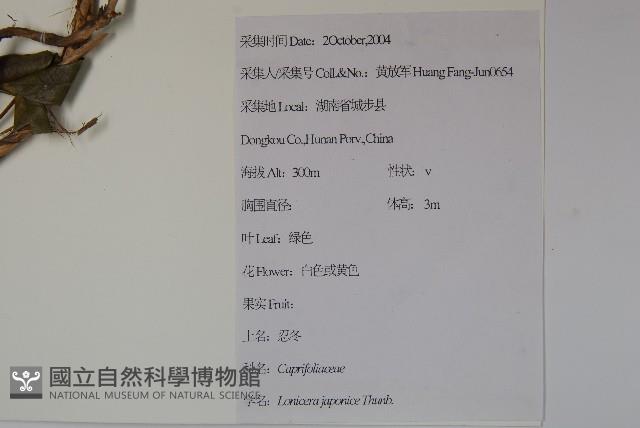 忍冬、金銀花藏品圖，第2張