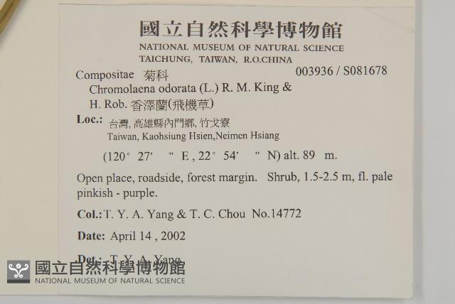 香澤蘭、飛機草藏品圖，第2張