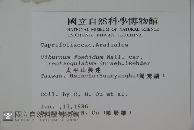 狹葉莢迷藏品圖，第2張