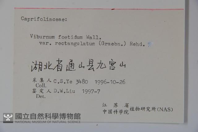 狹葉莢迷藏品圖，第2張