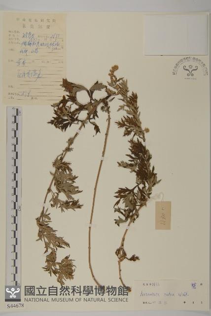 艾、五月艾藏品圖，第1張