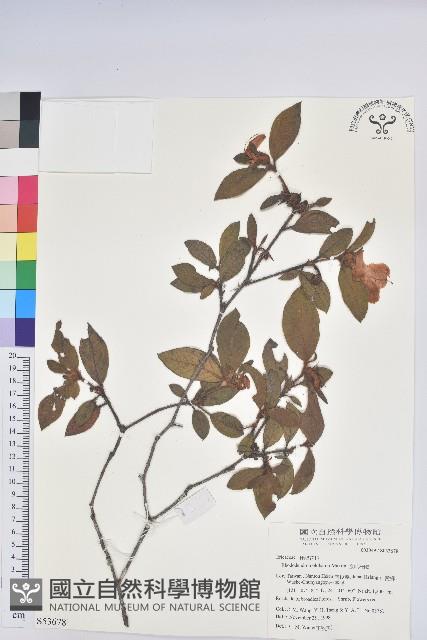 金毛杜鵑藏品圖，第1張