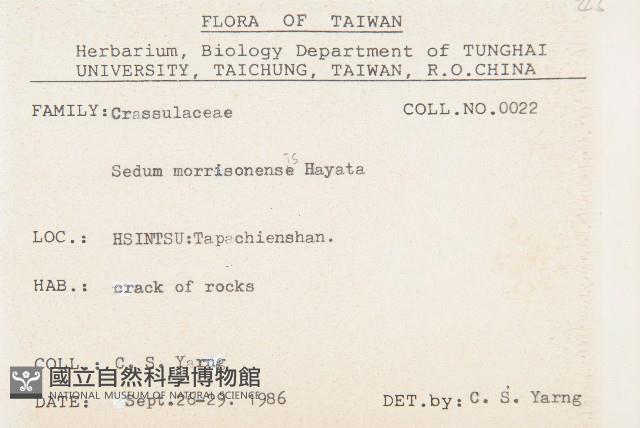 玉山佛甲草藏品圖，第2張