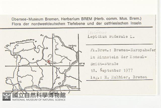 柱毛獨行菜藏品圖，第2張