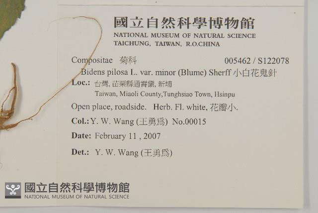 小白花鬼針藏品圖，第2張