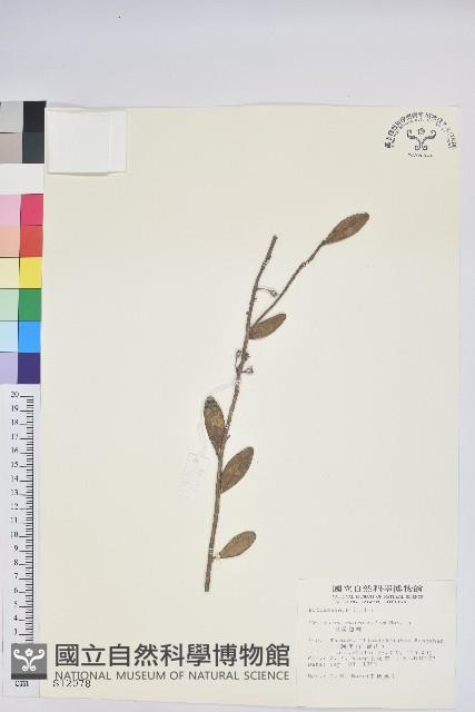 Tuber-bearing Blue Berry Collection Image