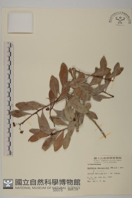 蘭嶼裸實藏品圖，第1張